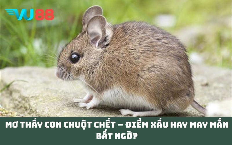 Mơ thấy con chuột chết – Điềm xấu hay may mắn bất ngờ?