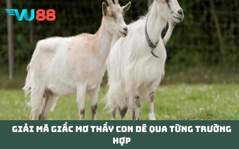 Giải mã giấc Mơ thấy con dê qua từng trường hợp