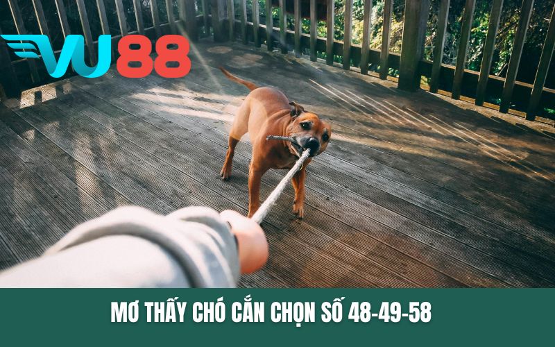 Mơ thấy chó cắn chọn số 48-49-58