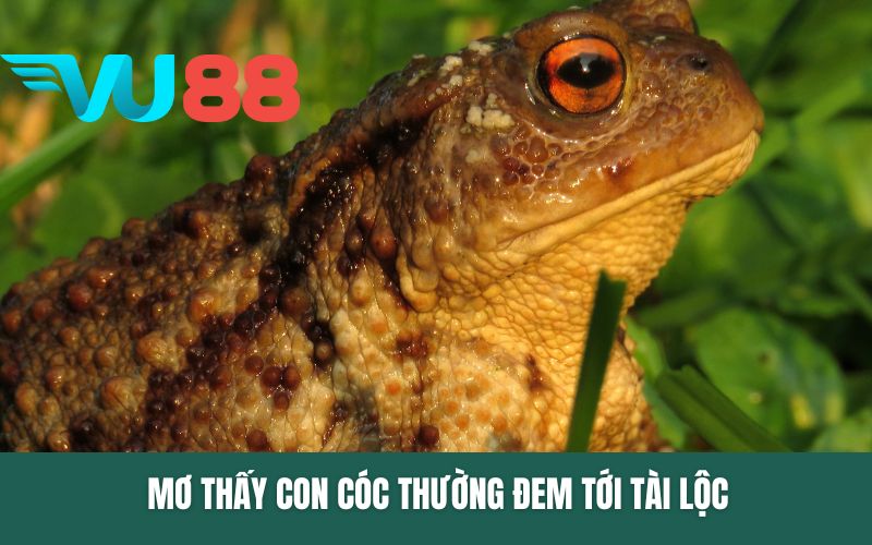 Mơ thấy con cóc thường đem tới tài lộc