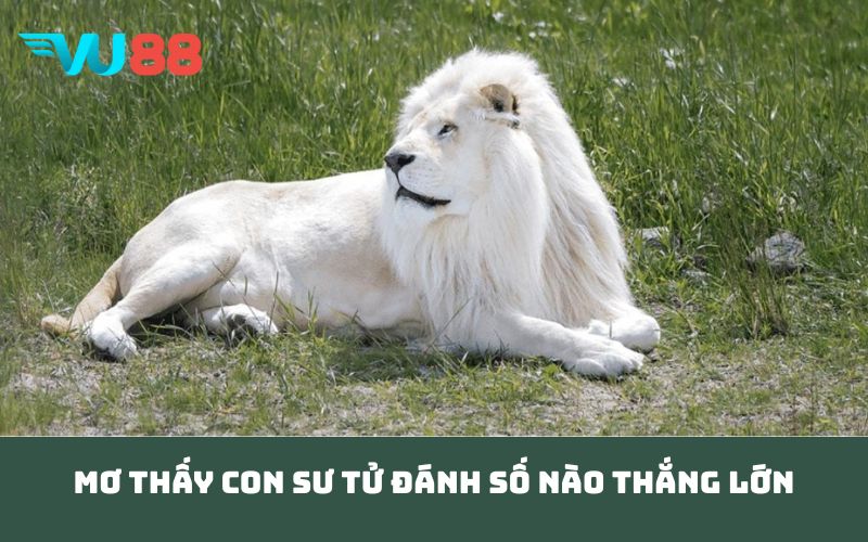 Mơ thấy con sư tử đánh số nào thắng lớn