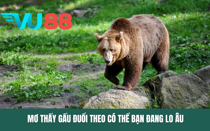 Mơ thấy gấu đuổi theo có thể bạn đang lo âu