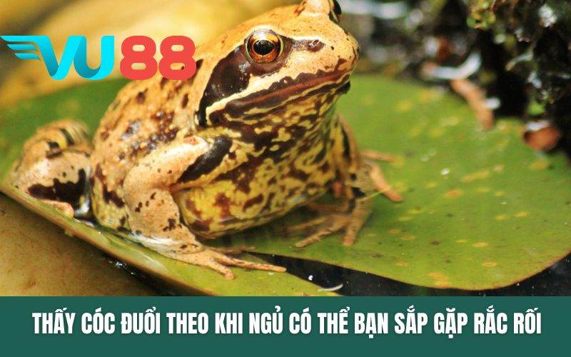 Thấy cóc đuổi theo khi ngủ có thể bạn sắp gặp rắc rối