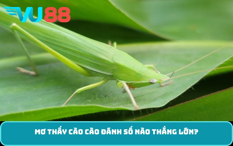 Mơ thấy cào cào đánh số nào thắng lớn?