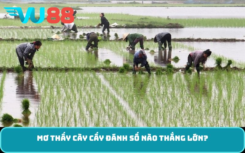 Mơ thấy cày cấy đánh số nào thắng lớn?