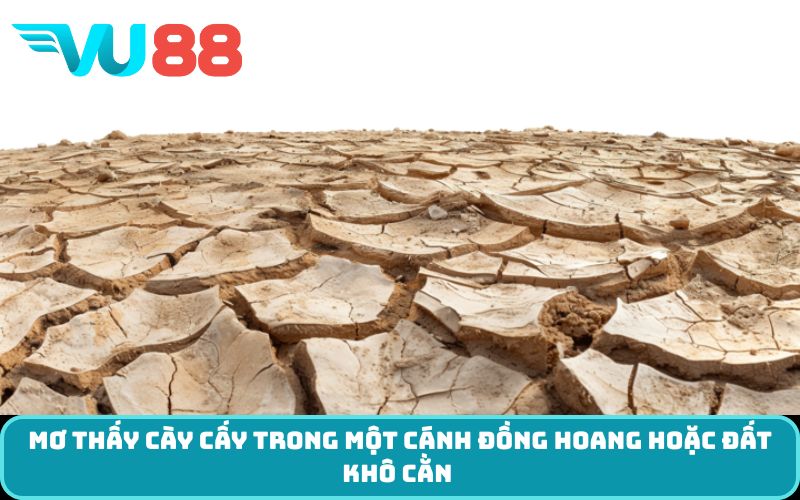 Mơ thấy cày cấy trong một cánh đồng hoang hoặc đất khô cằn 