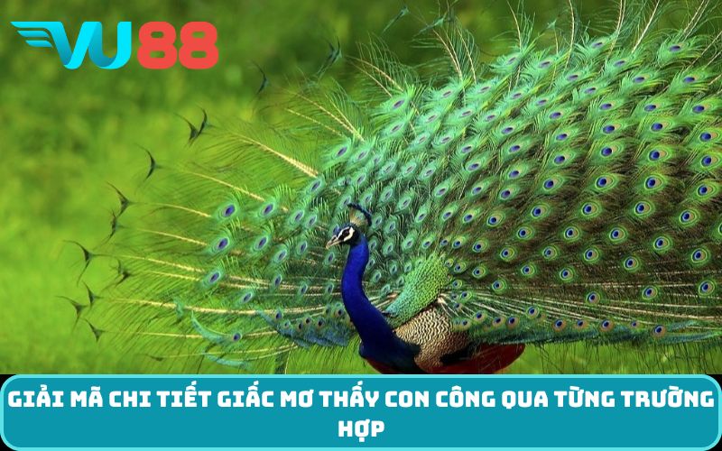 Giải mã chi tiết giấc mơ thấy con công qua từng trường hợp