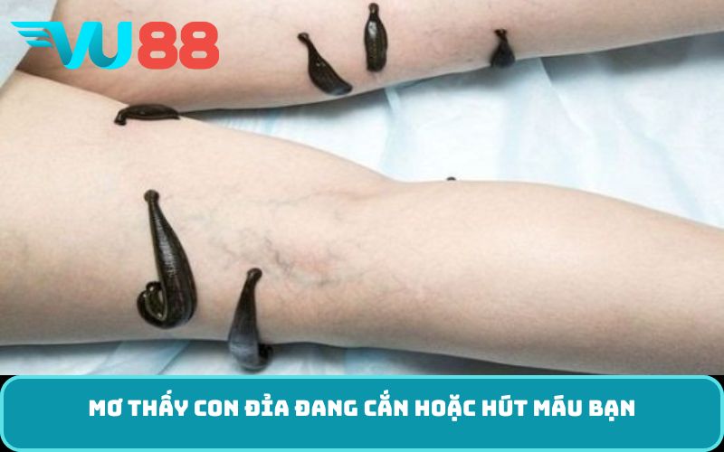 Mơ thấy con đỉa đang cắn hoặc hút máu bạn