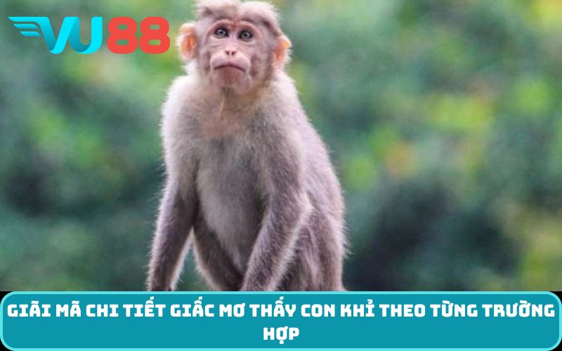 Giãi mã chi tiết giấc mơ thấy con khỉ theo từng trường hợp