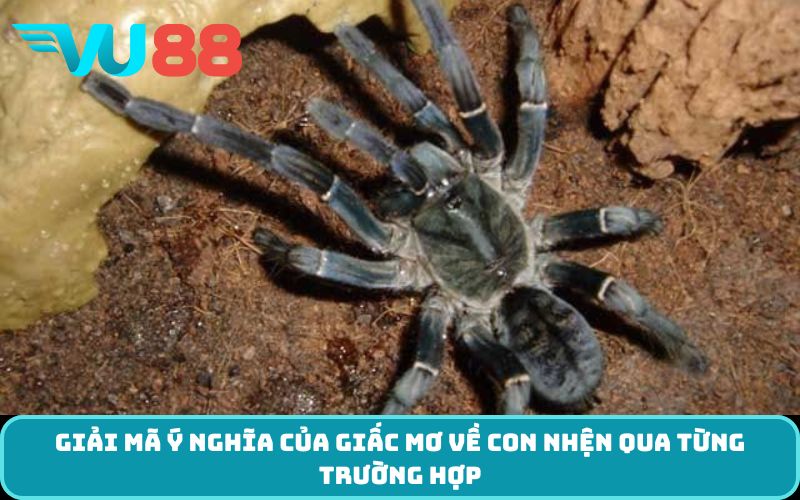Giải mã ý nghĩa của giấc mơ về con nhện qua từng trường hợp