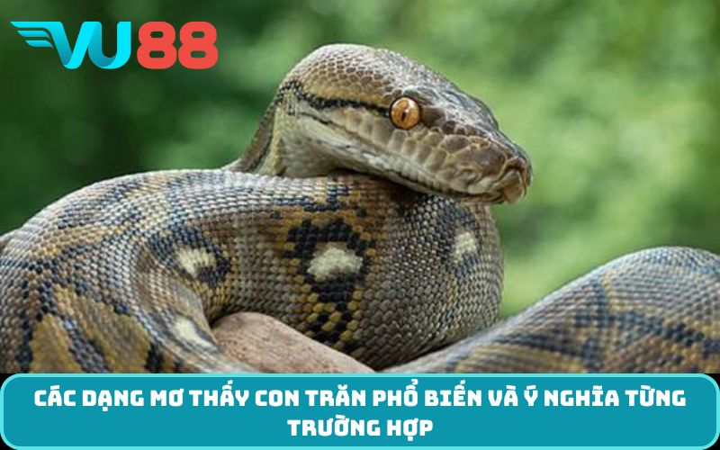 Các dạng mơ thấy con trăn phổ biến và ý nghĩa từng trường hợp