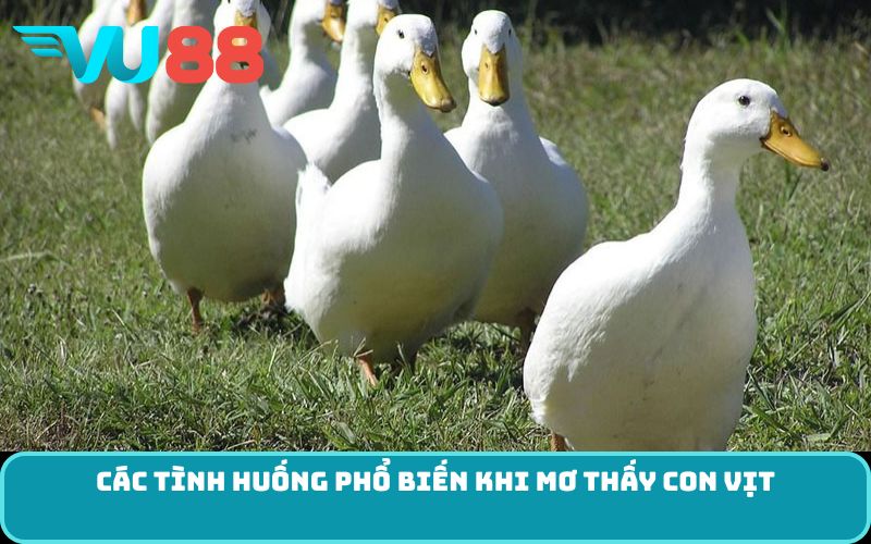 Các tình huống phổ biến khi mơ thấy con vịt