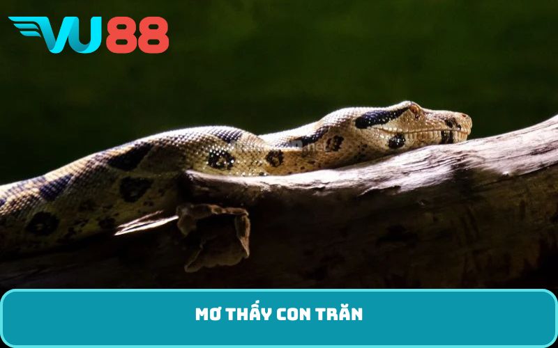 Mơ thấy con trăn