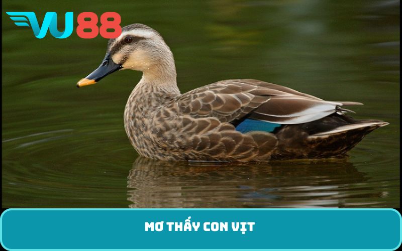 Mơ thấy con vịt